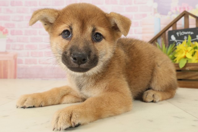 鳥取県の柴犬(標準サイズ) (Coo&RIKUラ・ムー鳥取東店/2025年9月20日生まれ/女の子/赤)の子犬の3枚目の画像