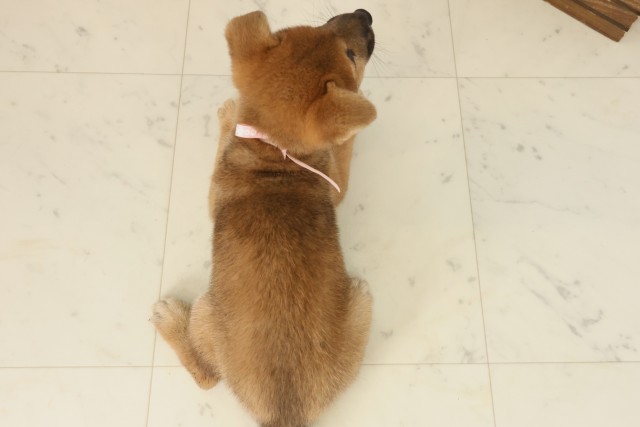 鳥取県の柴犬(標準サイズ) (Coo&RIKUラ・ムー鳥取東店/2025年9月20日生まれ/女の子/赤)の子犬の4枚目の画像