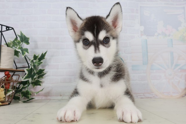 高知県のシベリアンハスキー (Coo&RIKU高知御座店/2025年9月21日生まれ/男の子/ブラックホワイト)の子犬の1枚目の画像