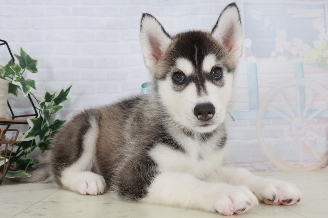 高知県のシベリアンハスキー (Coo&RIKU高知御座店/2025年9月21日生まれ/男の子/ブラックホワイト)の子犬の2枚目の画像