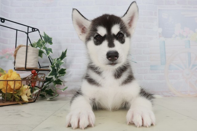 岡山県のシベリアンハスキー (Coo&RIKU岡山店/2025年9月21日生まれ/男の子/ブラックホワイト)の子犬