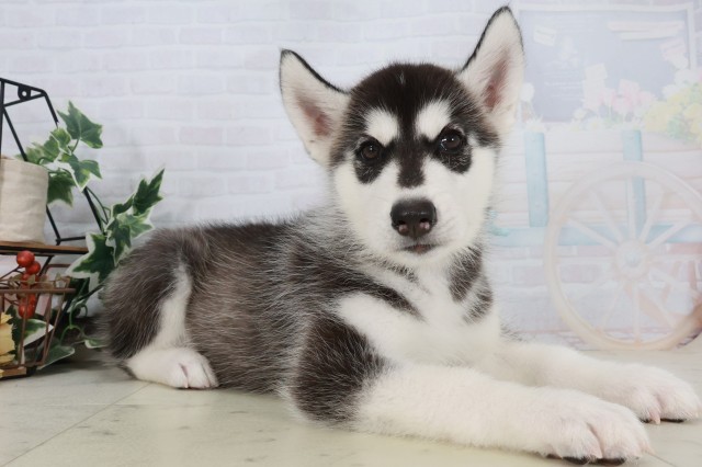 岡山県のシベリアンハスキー (Coo&RIKU岡山店/2025年9月21日生まれ/男の子/ブラックホワイト)の子犬の2枚目の画像