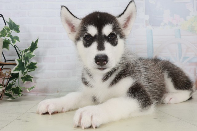 岡山県のシベリアンハスキー (Coo&RIKU岡山店/2025年9月21日生まれ/男の子/ブラックホワイト)の子犬の3枚目の画像