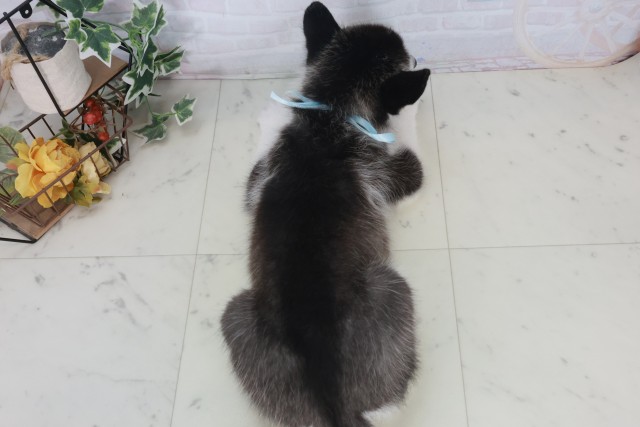 岡山県のシベリアンハスキー (Coo&RIKU岡山店/2025年9月21日生まれ/男の子/ブラックホワイト)の子犬の4枚目の画像