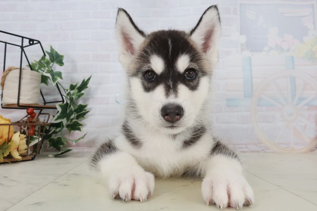 福岡県のシベリアンハスキー (Coo&RIKUゆめタウン飯塚店/2025年9月21日生まれ/男の子/ブラックホワイト)の子犬