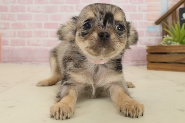 徳島県のチワワ(ロング) (Coo&RIKU徳島店/2025年9月21日生まれ/女の子/ブルーマール)の子犬の1枚目の画像