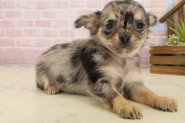 徳島県のチワワ(ロング) (Coo&RIKU徳島店/2025年9月21日生まれ/女の子/ブルーマール)の子犬の2枚目の画像