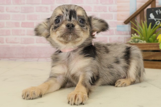 徳島県のチワワ(ロング) (Coo&RIKU徳島店/2025年9月21日生まれ/女の子/ブルーマール)の子犬の3枚目の画像