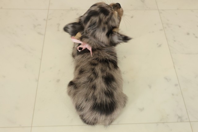 徳島県のチワワ(ロング) (Coo&RIKU徳島店/2025年9月21日生まれ/女の子/ブルーマール)の子犬の4枚目の画像