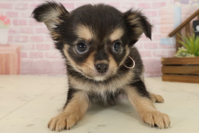 香川県のチワワ(ロング) (Coo&RIKU高松上福岡店/2025年9月21日生まれ/女の子/ブラックタンホワイト)の子犬の1枚目の画像