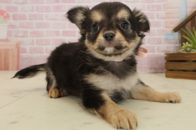 香川県のチワワ(ロング) (Coo&RIKU高松上福岡店/2025年9月21日生まれ/女の子/ブラックタンホワイト)の子犬の2枚目の画像