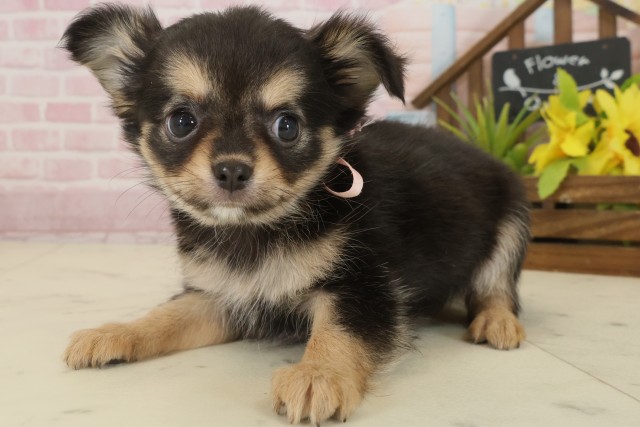 香川県のチワワ(ロング) (Coo&RIKU高松上福岡店/2025年9月21日生まれ/女の子/ブラックタンホワイト)の子犬の3枚目の画像