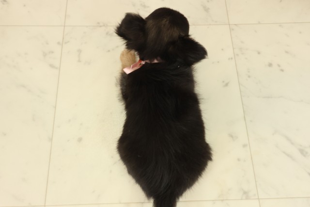 香川県のチワワ(ロング) (Coo&RIKU高松上福岡店/2025年9月21日生まれ/女の子/ブラックタンホワイト)の子犬の4枚目の画像