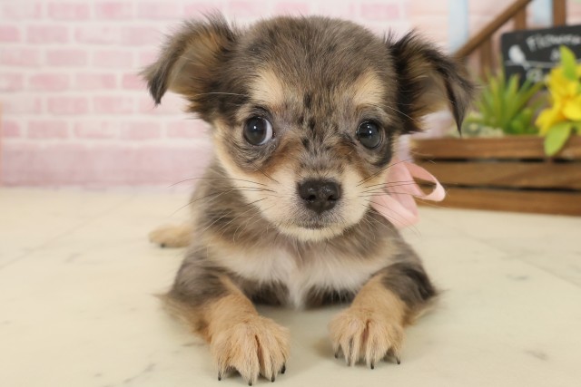 広島県のチワワ(ロング) (Coo&RIKUゆめタウン大竹店/2025年9月21日生まれ/女の子/ブルーマール)の子犬の1枚目の画像