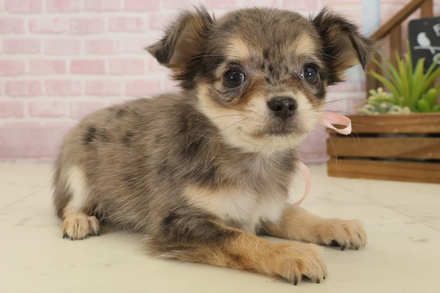 広島県のチワワ(ロング) (Coo&RIKUゆめタウン大竹店/2025年9月21日生まれ/女の子/ブルーマール)の子犬の2枚目の画像