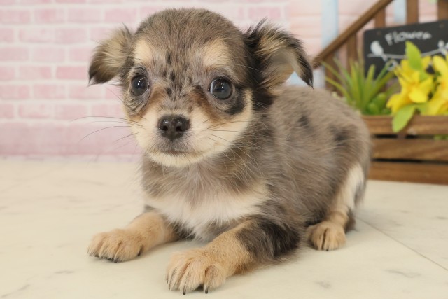 広島県のチワワ(ロング) (Coo&RIKUゆめタウン大竹店/2025年9月21日生まれ/女の子/ブルーマール)の子犬の3枚目の画像