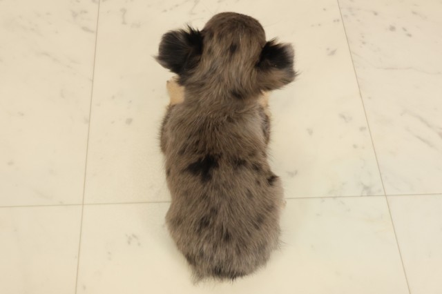 広島県のチワワ(ロング) (Coo&RIKUゆめタウン大竹店/2025年9月21日生まれ/女の子/ブルーマール)の子犬の4枚目の画像