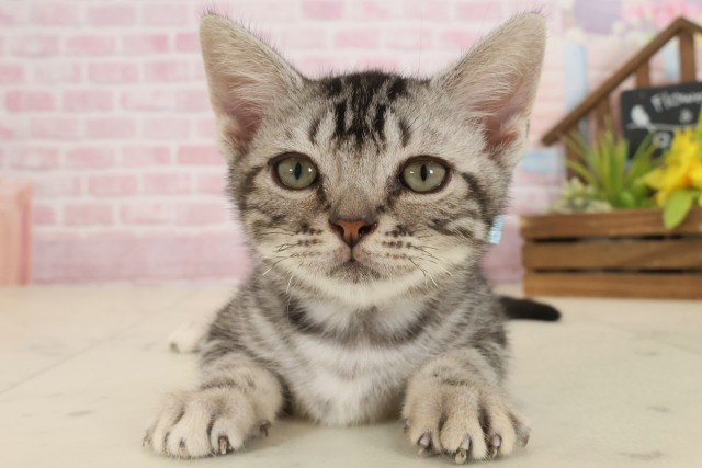 佐賀県のアメリカンショートヘアー (Coo&RIKU佐賀神埼店/2025年8月24日生まれ/男の子/シルバータビー)の子猫の1枚目の画像