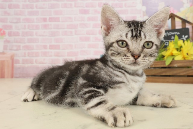 佐賀県のアメリカンショートヘアー (Coo&RIKU佐賀神埼店/2025年8月24日生まれ/男の子/シルバータビー)の子猫の2枚目の画像