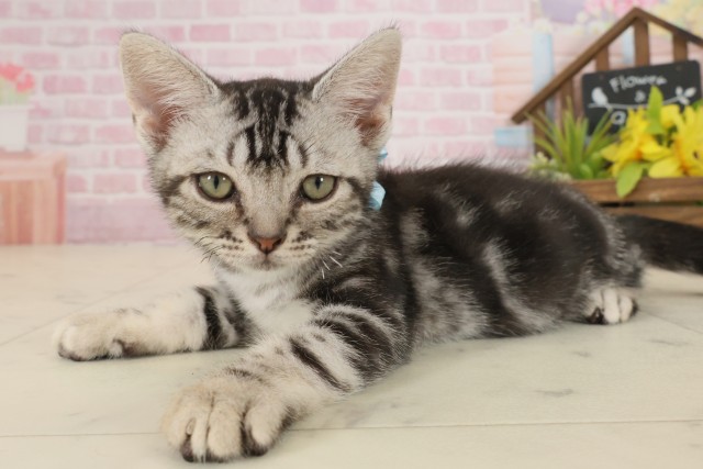 佐賀県のアメリカンショートヘアー (Coo&RIKU佐賀神埼店/2025年8月24日生まれ/男の子/シルバータビー)の子猫の3枚目の画像