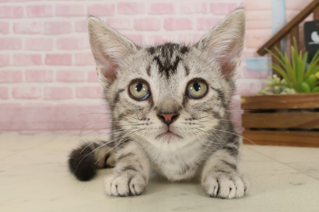 岡山県のアメリカンショートヘアー (Coo&RIKU岡山店/2025年8月24日生まれ/男の子/シルバータビー)の子猫