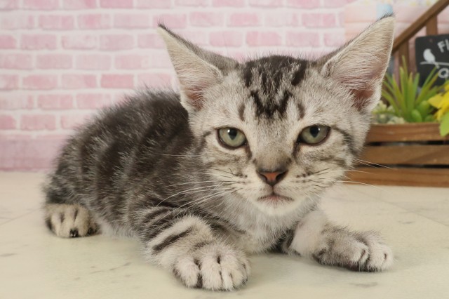 岡山県のアメリカンショートヘアー (Coo&RIKU岡山店/2025年8月24日生まれ/男の子/シルバータビー)の子猫の2枚目の画像