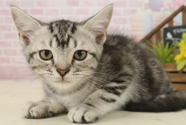 岡山県のアメリカンショートヘアー (Coo&RIKU岡山店/2025年8月24日生まれ/男の子/シルバータビー)の子猫の3枚目の画像