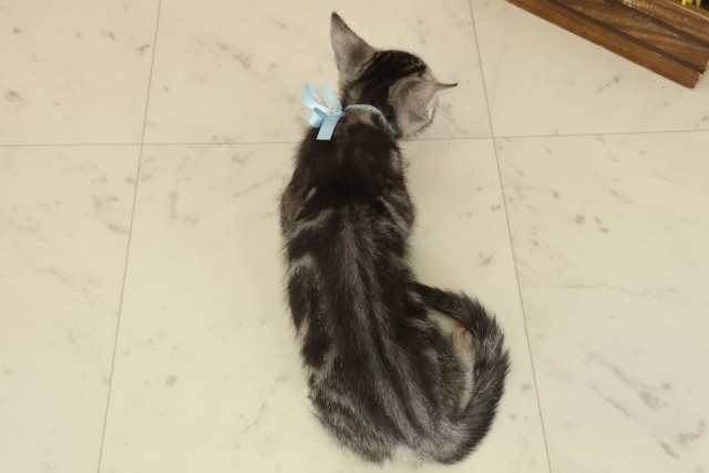 岡山県のアメリカンショートヘアー (Coo&RIKU岡山店/2025年8月24日生まれ/男の子/シルバータビー)の子猫の4枚目の画像