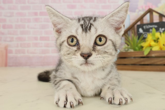 広島県のアメリカンショートヘアー (Coo&RIKU広島中央店/2025年8月24日生まれ/男の子/シルバータビー)の子猫の1枚目の画像