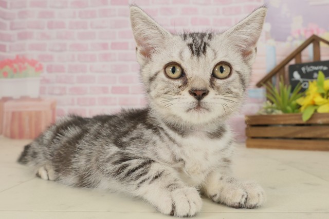 広島県のアメリカンショートヘアー (Coo&RIKU広島中央店/2025年8月24日生まれ/男の子/シルバータビー)の子猫の2枚目の画像