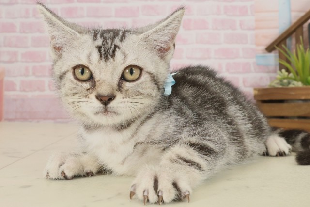 広島県のアメリカンショートヘアー (Coo&RIKU広島中央店/2025年8月24日生まれ/男の子/シルバータビー)の子猫の3枚目の画像