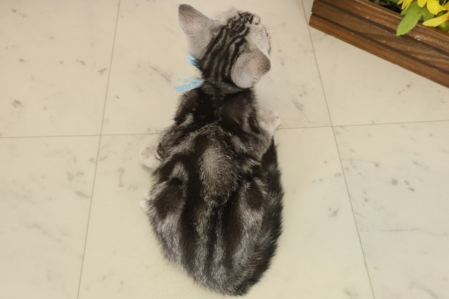 広島県のアメリカンショートヘアー (Coo&RIKU広島中央店/2025年8月24日生まれ/男の子/シルバータビー)の子猫の4枚目の画像