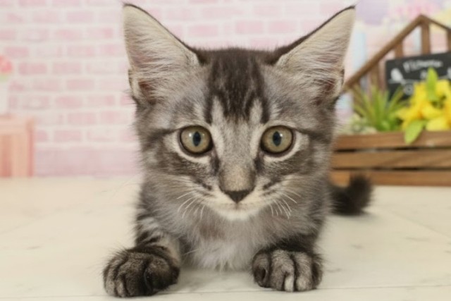 広島県のマンチカン (Coo&RIKU広島北店/2025年8月27日生まれ/男の子/ブラウンタビー)の子猫の1枚目の画像