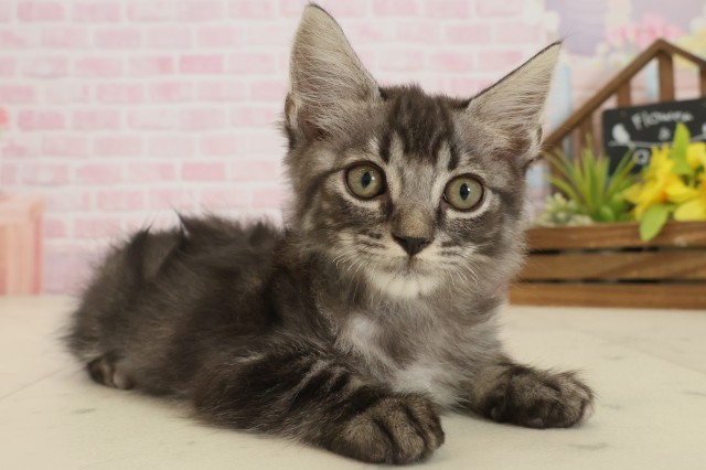 広島県のマンチカン (Coo&RIKU広島北店/2025年8月27日生まれ/男の子/ブラウンタビー)の子猫の2枚目の画像