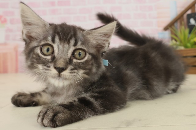 広島県のマンチカン (Coo&RIKU広島北店/2025年8月27日生まれ/男の子/ブラウンタビー)の子猫の3枚目の画像