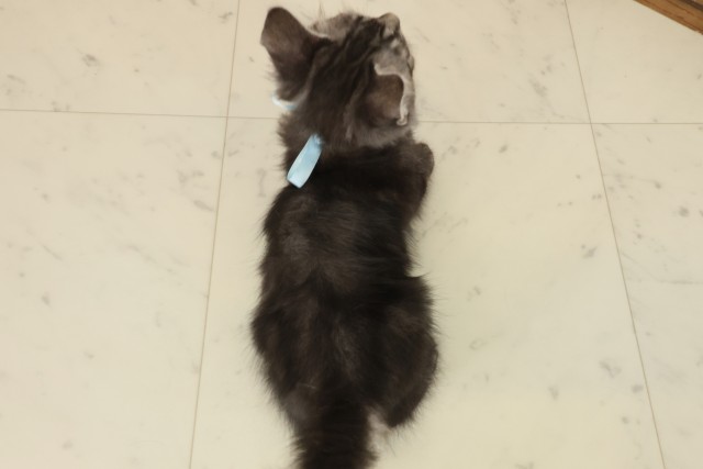 広島県のマンチカン (Coo&RIKU広島北店/2025年8月27日生まれ/男の子/ブラウンタビー)の子猫の4枚目の画像