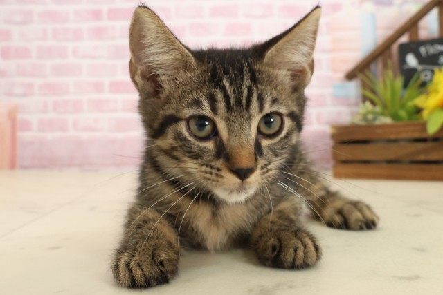 岡山県のマンチカン (Coo&RIKU岡山店/2025年8月27日生まれ/男の子/ブラウンタビー)の子猫の1枚目の画像