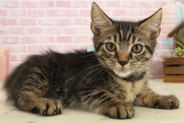 岡山県のマンチカン (Coo&RIKU岡山店/2025年8月27日生まれ/男の子/ブラウンタビー)の子猫の2枚目の画像