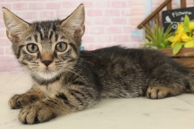 岡山県のマンチカン (Coo&RIKU岡山店/2025年8月27日生まれ/男の子/ブラウンタビー)の子猫の3枚目の画像