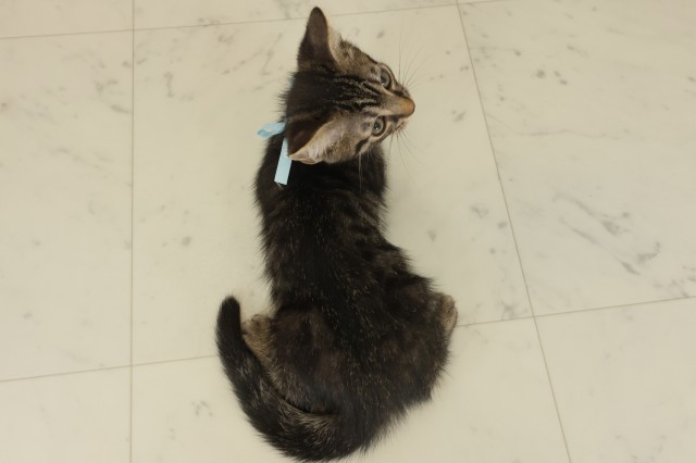 岡山県のマンチカン (Coo&RIKU岡山店/2025年8月27日生まれ/男の子/ブラウンタビー)の子猫の4枚目の画像