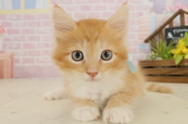 福岡県のサイベリアン (Coo&RIKU久留米店/2025年9月19日生まれ/男の子/レッドタビーホワイト)の子猫の1枚目の画像