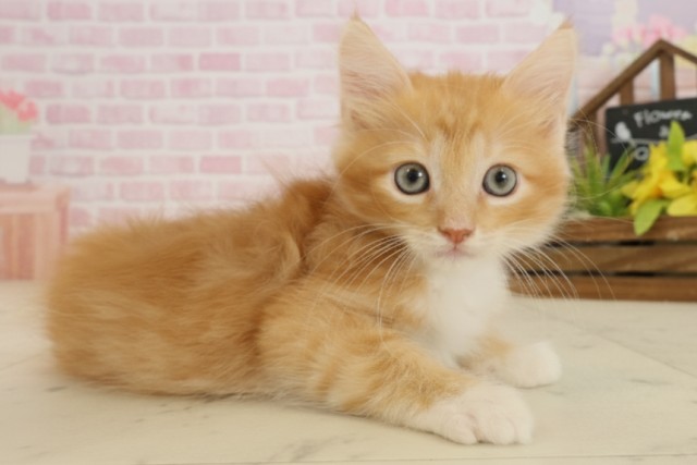 福岡県のサイベリアン (Coo&RIKU久留米店/2025年9月19日生まれ/男の子/レッドタビーホワイト)の子猫の2枚目の画像