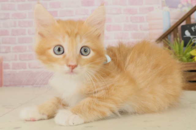 福岡県のサイベリアン (Coo&RIKU久留米店/2025年9月19日生まれ/男の子/レッドタビーホワイト)の子猫の3枚目の画像