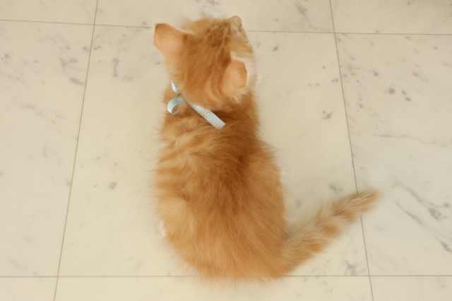 福岡県のサイベリアン (Coo&RIKU久留米店/2025年9月19日生まれ/男の子/レッドタビーホワイト)の子猫の4枚目の画像