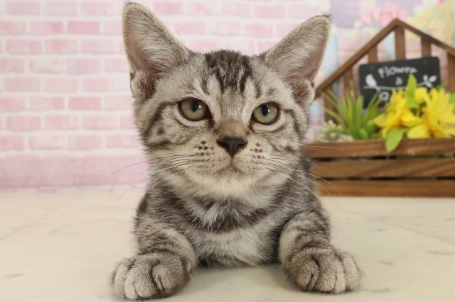 広島県のアメリカンショートヘアー (Coo&RIKU広島北店/2025年8月7日生まれ/男の子/シルバータビー)の子猫の1枚目の画像