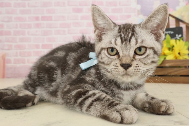 広島県のアメリカンショートヘアー (Coo&RIKU広島北店/2025年8月7日生まれ/男の子/シルバータビー)の子猫の2枚目の画像