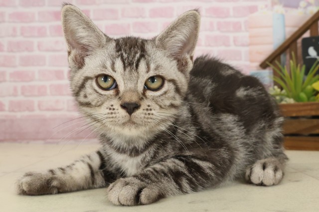 広島県のアメリカンショートヘアー (Coo&RIKU広島北店/2025年8月7日生まれ/男の子/シルバータビー)の子猫の3枚目の画像