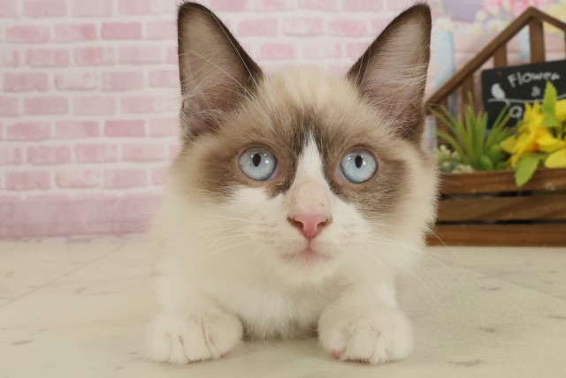 広島県のラグドール (Coo&RIKU広島北店/2025年7月29日生まれ/男の子/シールポイントバイカラー)の子猫の1枚目の画像