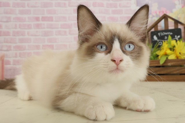 広島県のラグドール (Coo&RIKU広島北店/2025年7月29日生まれ/男の子/シールポイントバイカラー)の子猫の2枚目の画像