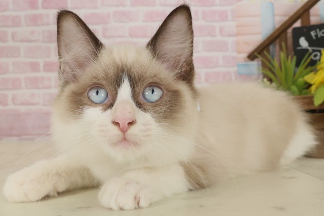 広島県のラグドール (Coo&RIKU広島北店/2025年7月29日生まれ/男の子/シールポイントバイカラー)の子猫の3枚目の画像